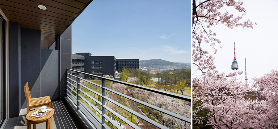 롤링힐스의 벚꽃 전망의 객실 테라스(좌), 앰배서더 풀만의 남산 봄 전경 사진(우)